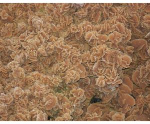 service de table rose de sable